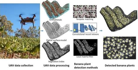 Detection of Banana Plants Using Multi-Temporal Multispectral UAV Imagery
