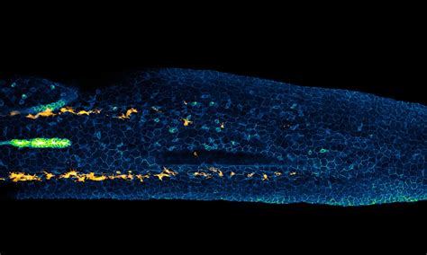 Zebrafish Embryo Time-Lapse 的图像结果