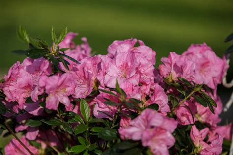 Pruning EVERGREEN AZALEAS and EARLY SPRING BLOOMS.