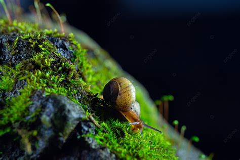 Image result for Shell Out Background