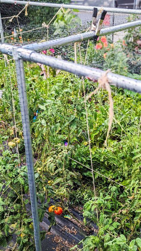 How to Stop Birds From Eating Tomatoes - Brooklyn Farm Girl