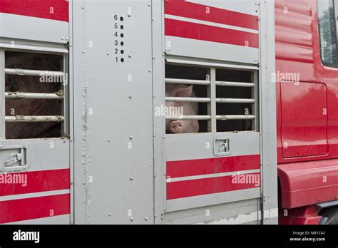 Image result for Loading Pigs for Processing