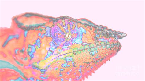 Image result for Pyrography Animals