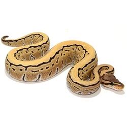 Image result for Pin Strip Ghost Ball Python