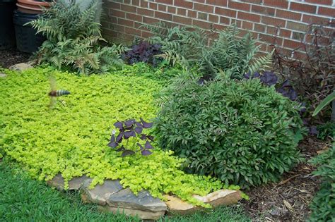 Creeping Jenny Ground Cover