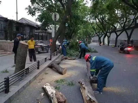 北京大风致41棵树木倒伏，园林绿化部门连夜巡查处置_手机新浪网