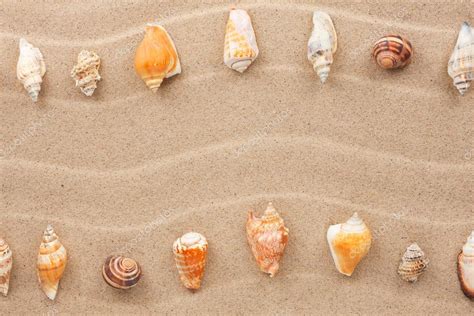 Image result for Striped Shell