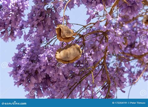Image result for Inline JavaScript Example