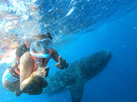 Cancun Whale Shark Tour with Snorkel and Transportation