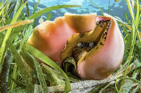 Image result for Conch Shell Animal