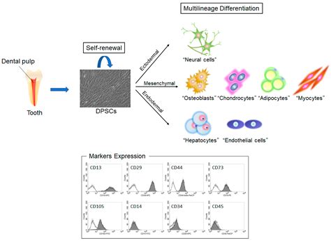 Clinical Potential and Current Progress of Dental Pulp Stem Cells for ...