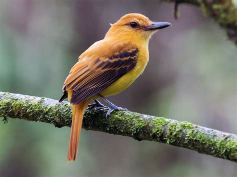 Ochraceous Attila - eBird