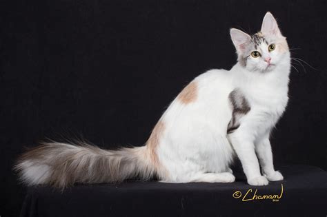 Turkse Angora Kittens