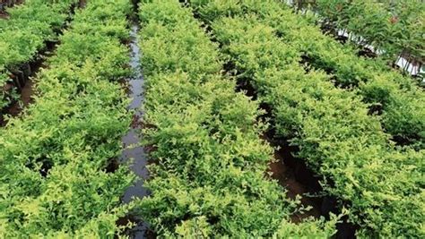 Liveplant Nursery, Rajahmundry - Trader - Wholesaler / Distributor of ...
