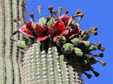 Saguaro Cactus Red Flower