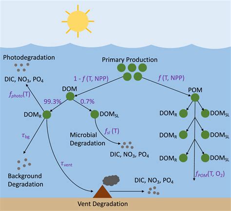 Dynamics of the Marine Dissolved Organic Carbon Reservoir in Glacial ...