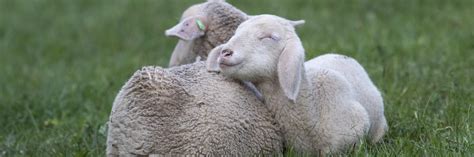7 Crucial Questions About Live Lamb Cutting (Mulesing) And Pain Relief ...