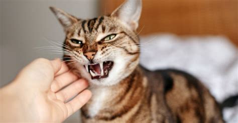 Image result for Cat Scan Risks