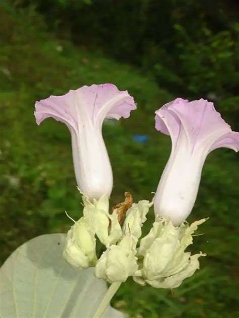 Argyreia nervosa, Maruthudari, Samudrappacha, Elephant creeper ...