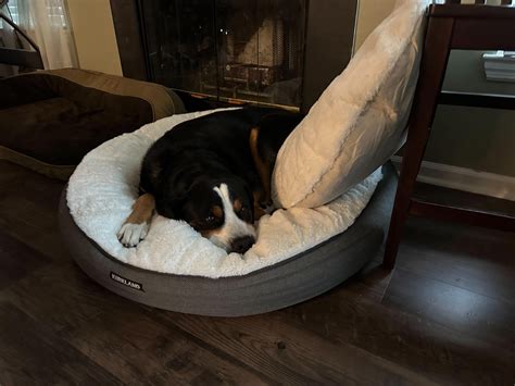 Costco Dog beds on sale : r/SwissMountainDogs