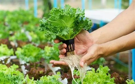 Basic Hydroponics for Beginners 的图像结果