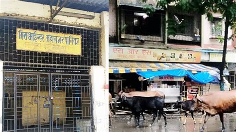 Mira Bhayandar: MBMC’s Stray Cattle Catcher Tender Stuck In Limbo ...