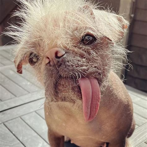 Ugly Dog Breeds Top 10 Top 15 Ugly Dogs: A Look At The Ugliest Dog