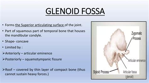 Temporomandibular Joint (Anatomy) | PPTX