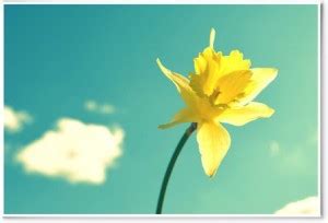 dailyobjects-daffodil-small-wall-art-print Paper Print - robin ...