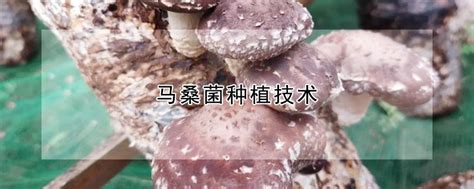 马桑菌种植技术 —【发财农业网】