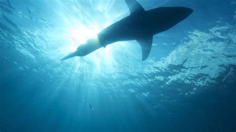 Massive 1500 Pound Great White Shark Spotted Swimming at the Mouth of the St. Lawrence River - A ...