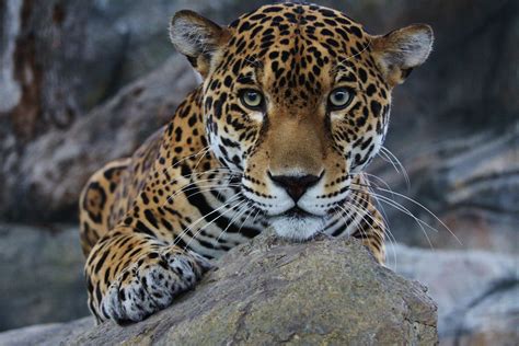 Our Favorite Jaguar Animal Facts To Celebrate December's Featured Animal of the Month!