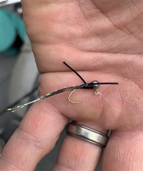 Image result for Fishing Shellcrackers