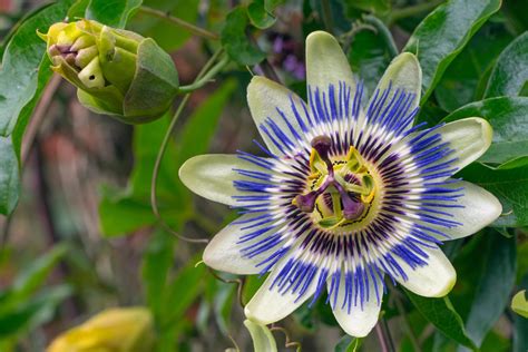 How To Grow A Passion Flower From Seed at Ryan Henderson blog