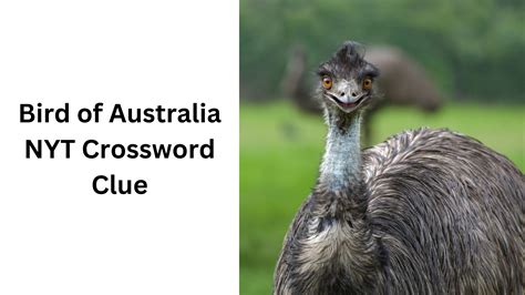 Bird of Australia NYT Crossword Clue - January 25 2025