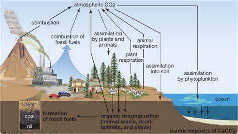 Carbon Cycle, Oxygen Cycle and Phosphorus Cycle: Biogeochemical cycles