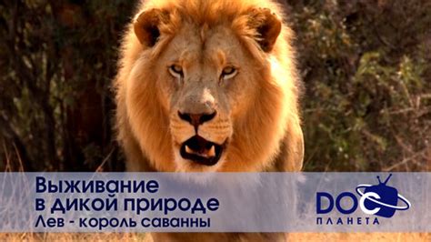 Выживание в дикой природе - Часть 2. Лев - король саванны ...