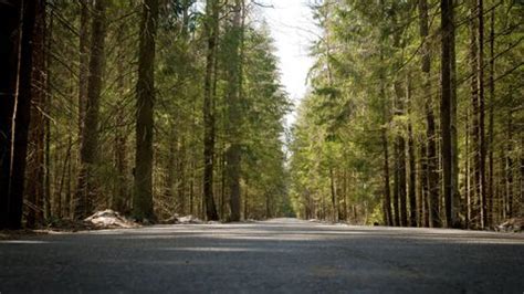 Scenic Drives In India For A Breathtaking Forest Trip This Summer