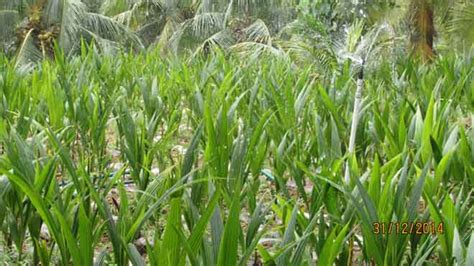 Coconut Development Board