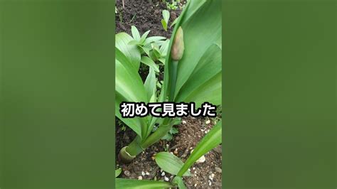 Image result for Environmental Science Project Idea