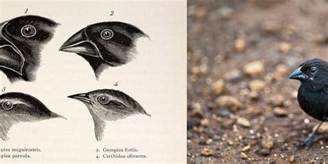 How Have Finches Adapted: Expert Insights On Galapagos Evolution