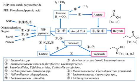 Medical Sciences | Special Issue : Polyamine Metabolism in Health and ...