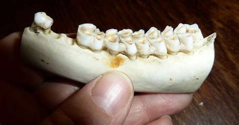 The jaw-dropping things we can learn about our ancestors from their teeth