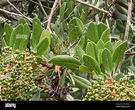 Toyon (Heteromeles arbutifolia Stock Photo - Alamy