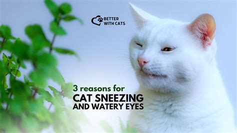 3 Reasons For Cat Sneezing And Watery Eyes (With Solutions)