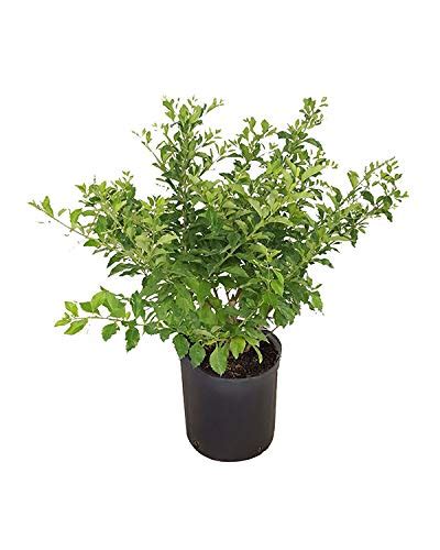 Plantvine Duranta Erecta Sapphire Showers Golden Dewdrop Duranta Repens ...