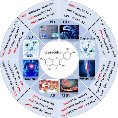 Frontiers | Therapeutic application of quercetin in aging-related diseases: SIRT1 as a potential ...