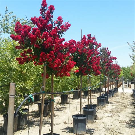 Dynamite Crepe Myrtle