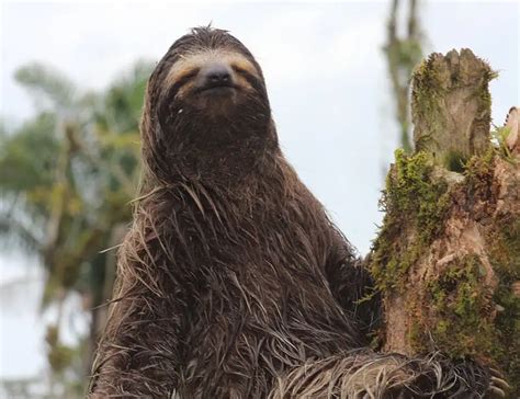 Image result for Dwarf Sloth