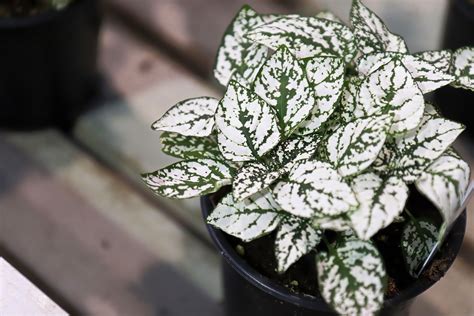 How to Grow and Care for Polka Dot Plants